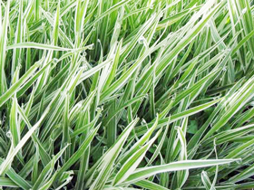 Многолетняя трава бухарник