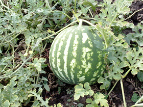 Арбуз на даче – выращивание и уход - SadimVmeste.ru - Блог о саде и огороде