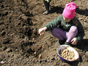 Выращивание картофеля: идет процесс посадки