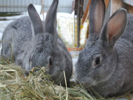 Качественные корма для кроликов - залог успешного разведения этих животных
