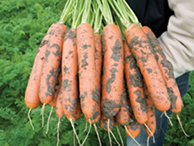 Морковь Балтимор, F1. Быстро формирует корнеплод, болезнестойкий, без склонности к цветению.