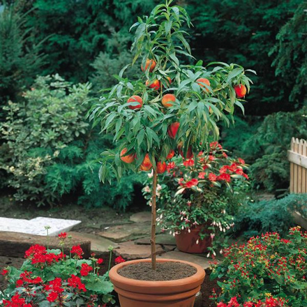 Выращиваем персик из косточек - SadimVmeste.ru - Блог о саде и огороде