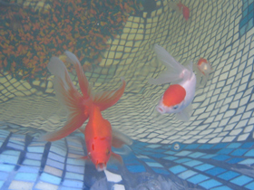 Декоративные рыбки в дачном пруду