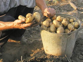 Картофель со своего огорода