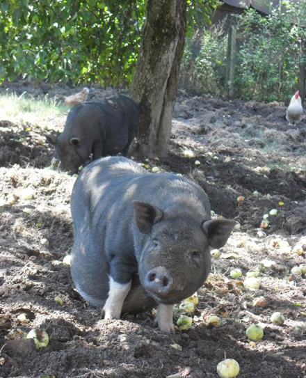 Вьетнамские свиньи на выгуле
