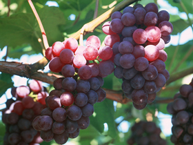 Удобрение винограда позволяет получить более высокий урожай. Проверено на опыте.