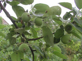 Обработка яблонь, груш, айвы необхрдима для получения качественного урожая