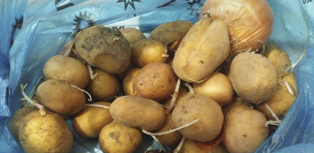 Хранить картофель можно, но сложно. 